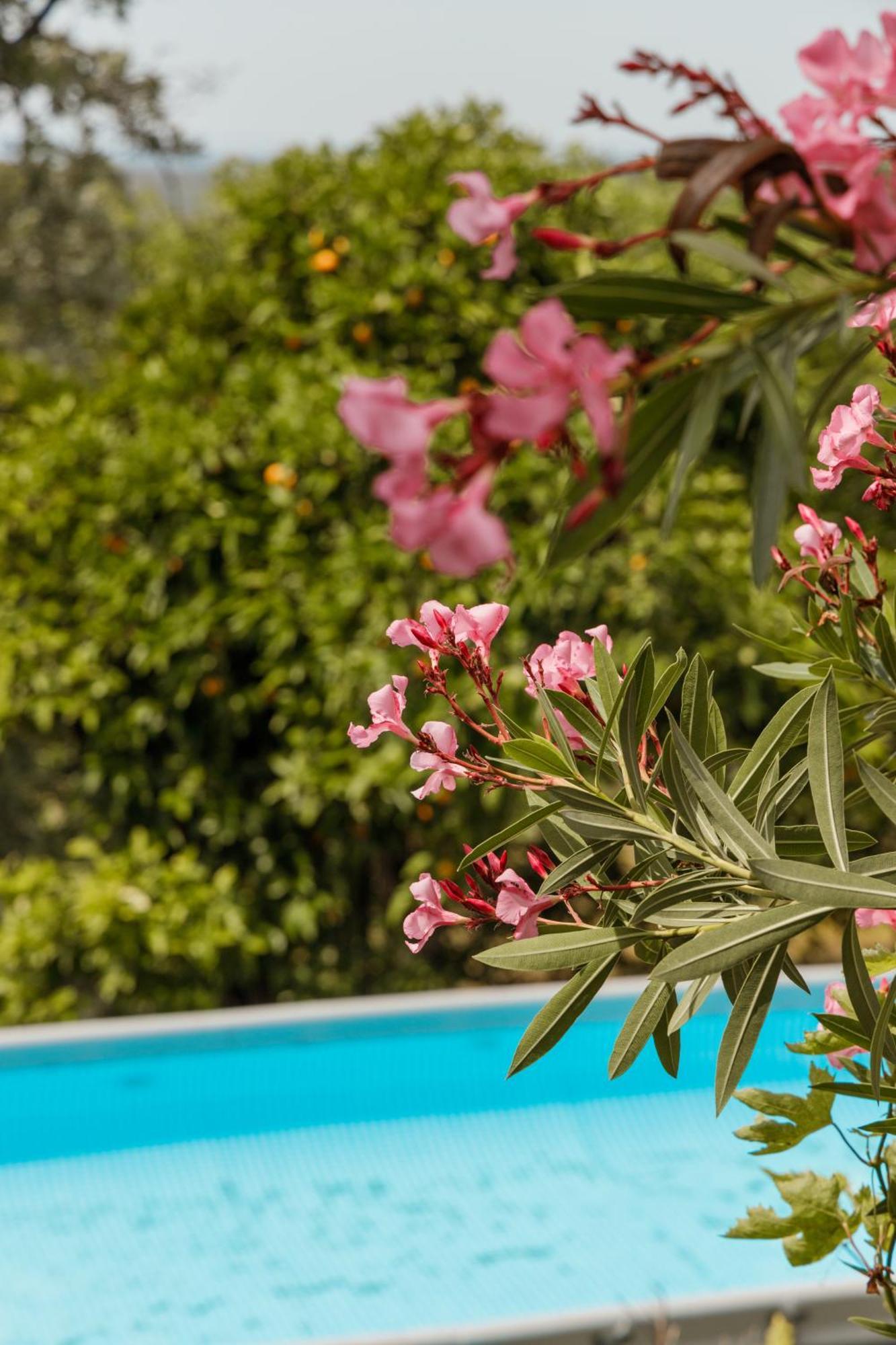 Casa Rural En Candeleda Con Piscina Y Un Maravilloso Jardin Buitenkant foto
